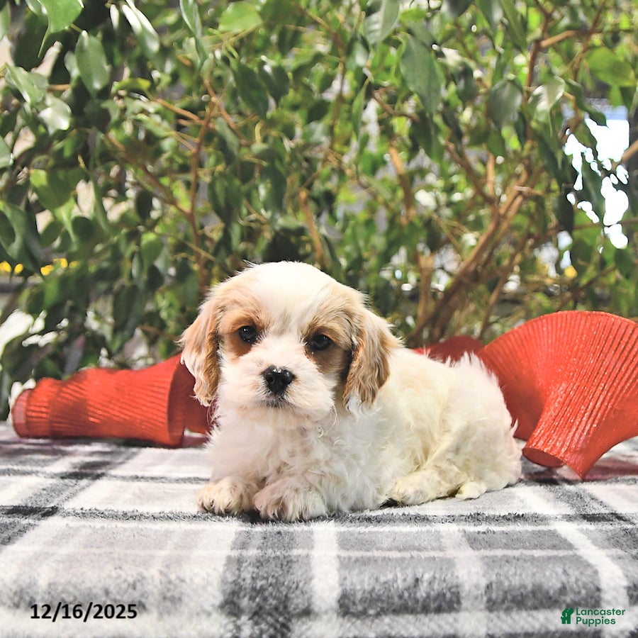 Cavapoo dogs Gem  - Ad 30