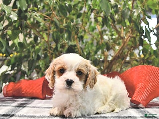 Cavapoo dogs Gem - Ad 3