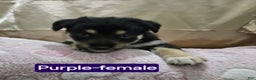 Mixed Breed dogs for sale:  Puppy 7 Purple - Ad 3
