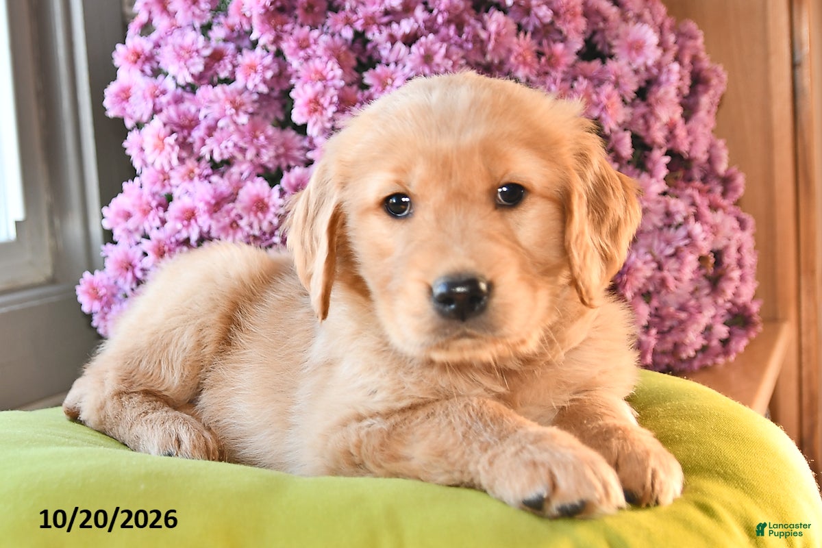 Golden Retriever dogs for sale: Rosie - Ad 1