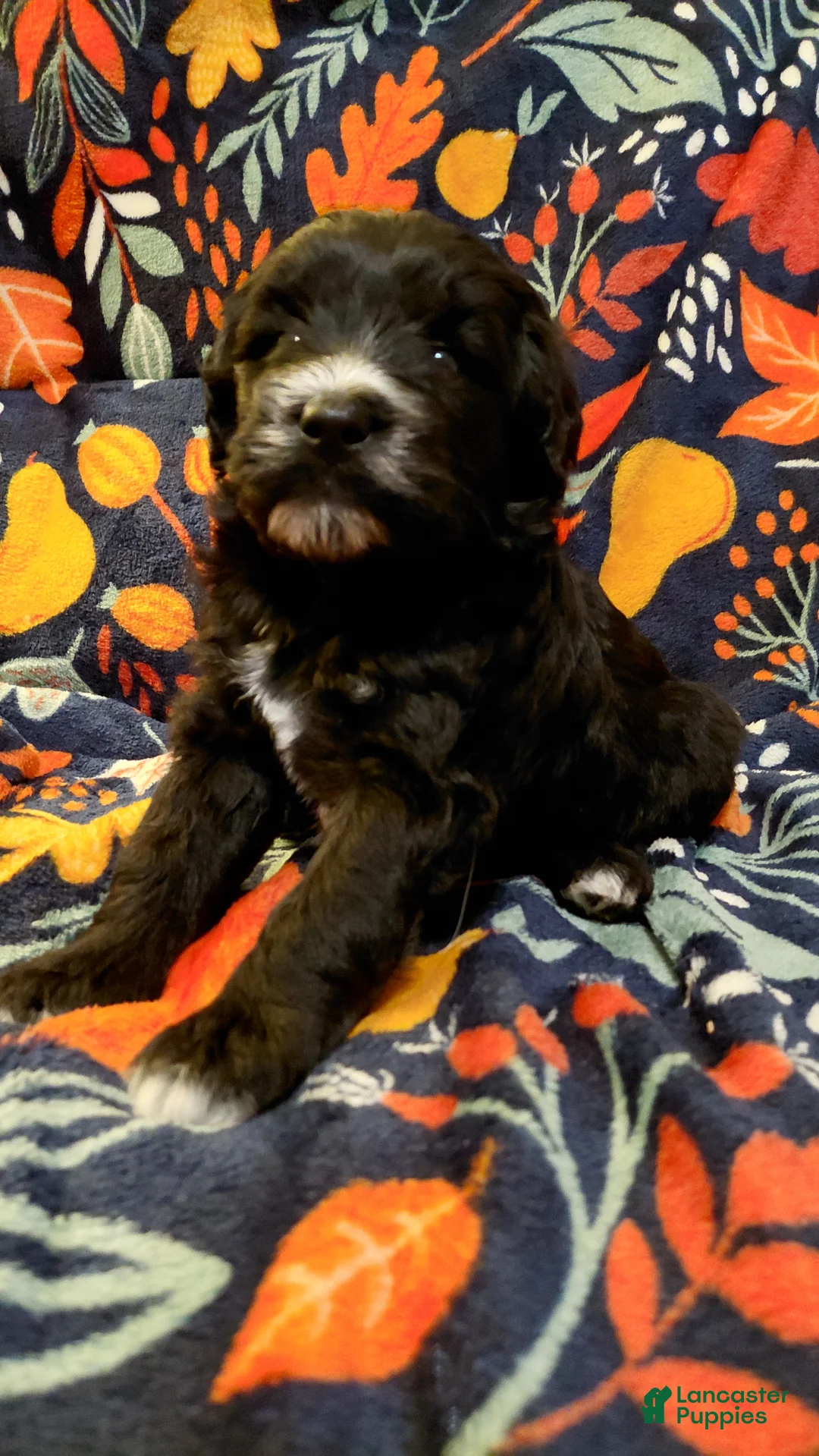 Mini Goldendoodle dogs for sale: Mountain Goldendoodle - Bella - Ad 1
