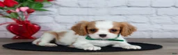 Cavalier King Charles Spaniel dogs for sale: Logan - Ad 3