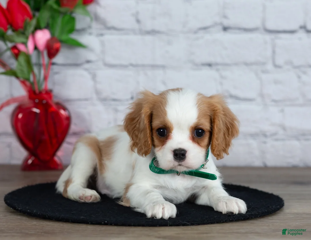 Cavalier King Charles Spaniel dogs for sale: Logan - Ad 3