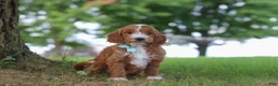 Mini Goldendoodle dogs for sale: Casper - Ad 1