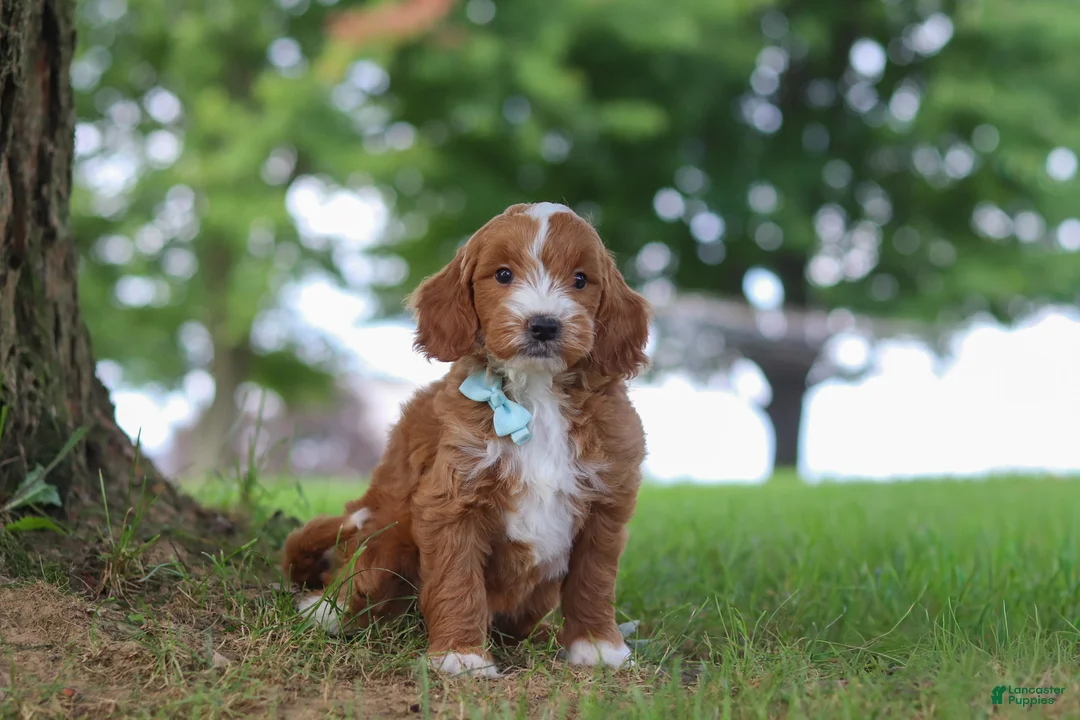 Mini Goldendoodle dogs for sale: Casper - Ad 1