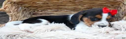 Beagle dogs for sale: Chip🐶 - Ad 13