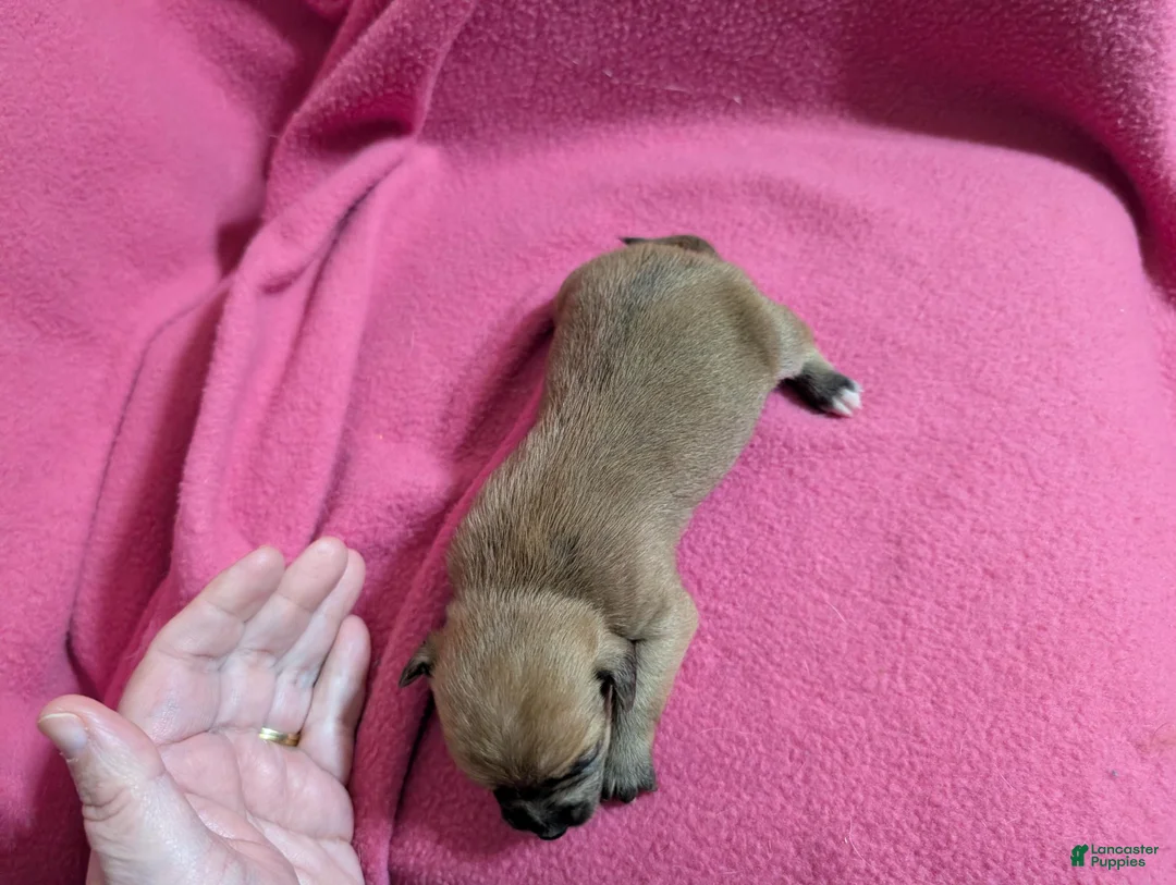 Chihuahua dogs for sale: Xabier - Ad 1