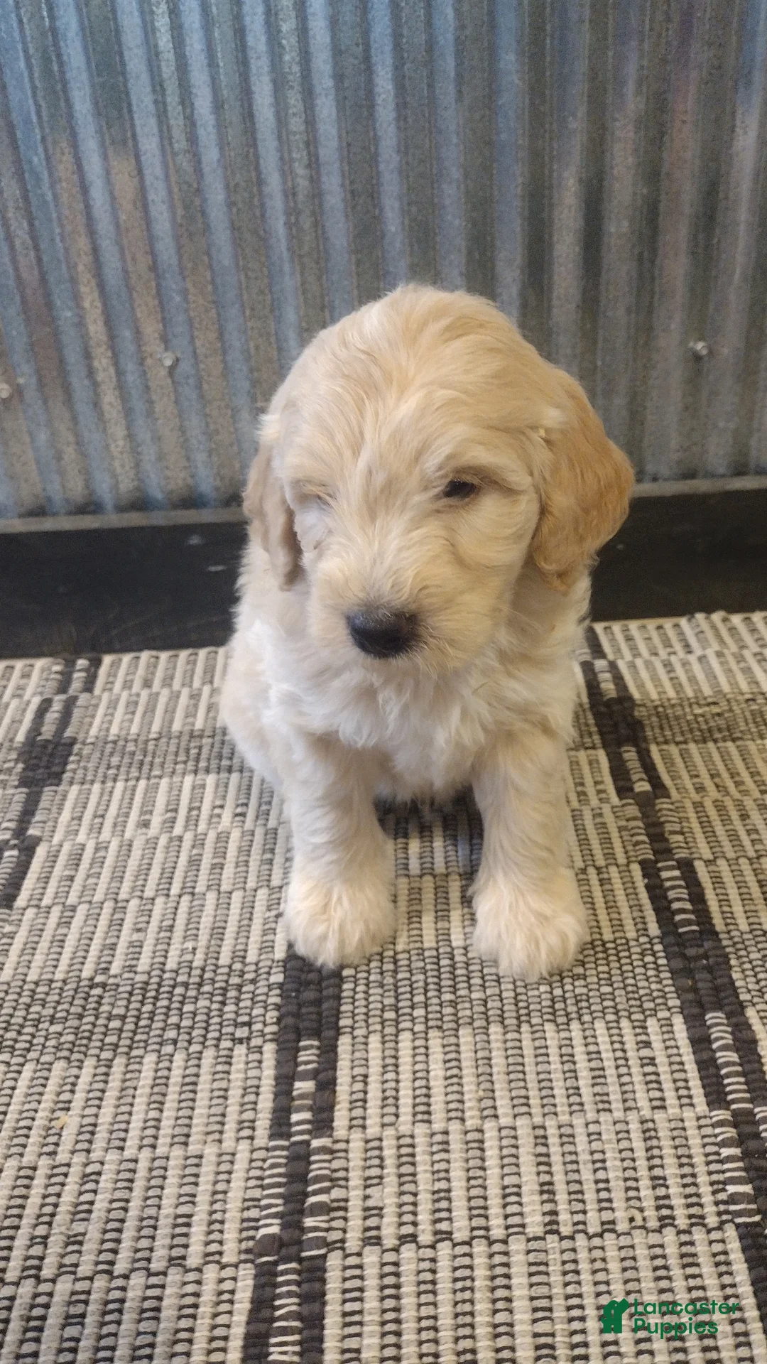 Mini Goldendoodle dogs for sale: Dusty - Ad 1