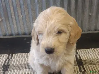 Mini Goldendoodle dogs for sale: Dusty - Ad 2