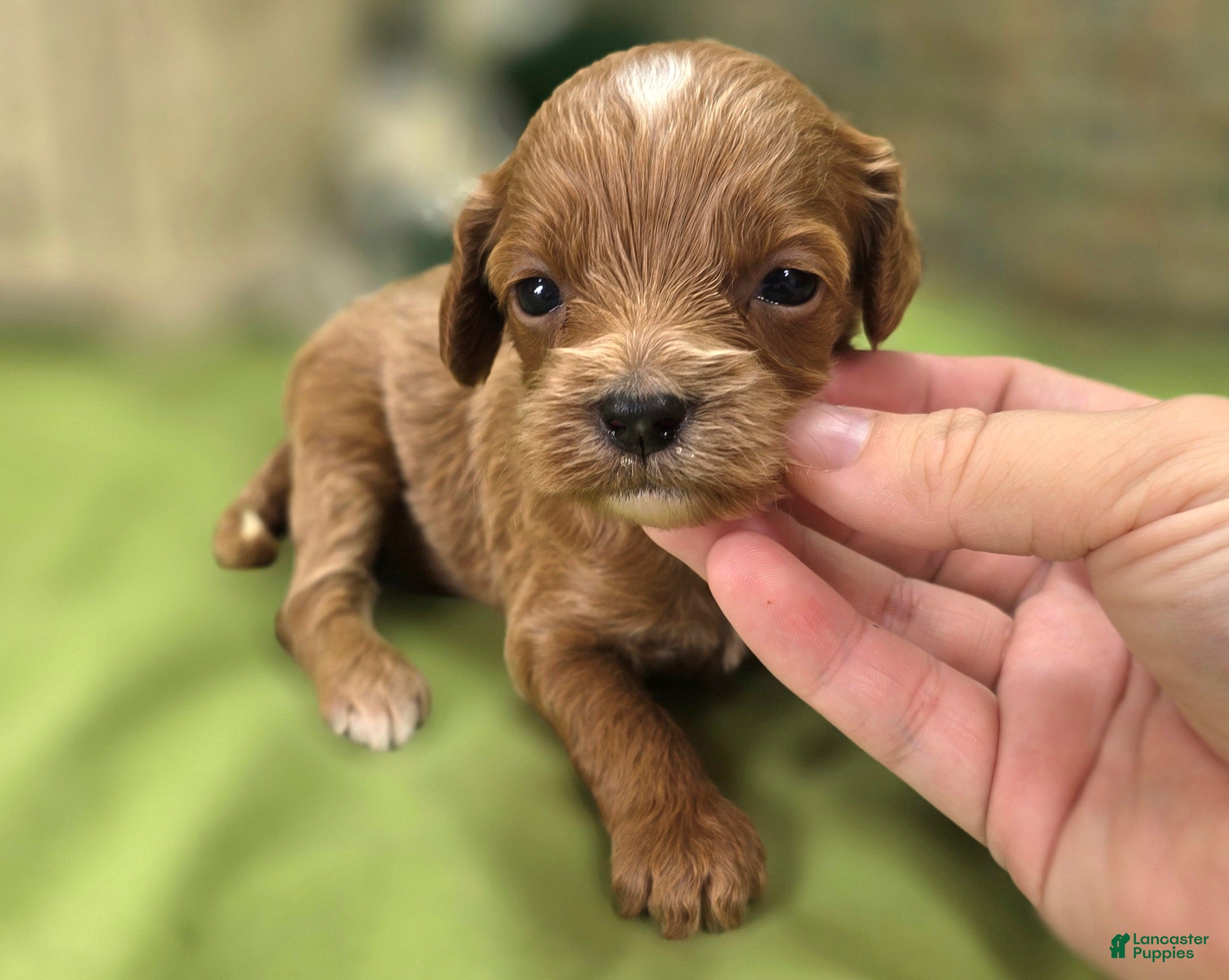 Cavapoo dogs Ladybug - Ad 24