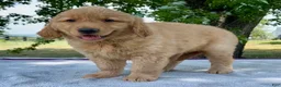 Golden Retriever dogs for sale: Dumpling - Ad 3