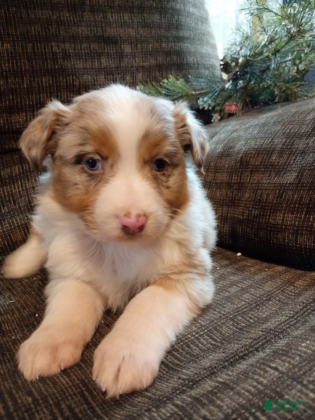 Australian Shepherd dogs for sale: Daisy - Ad 3