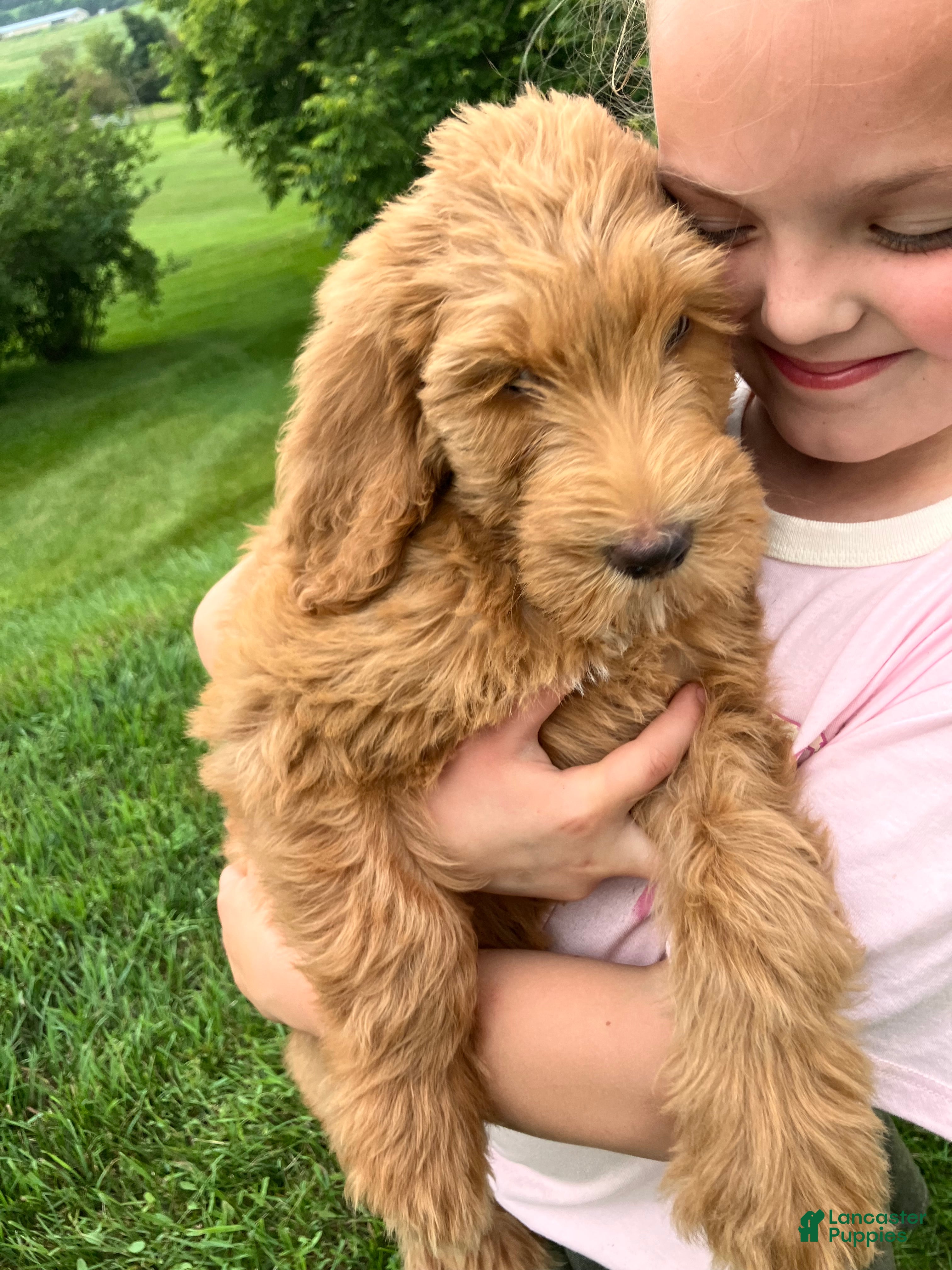 Labradoodle dogs Fern - Ad 1