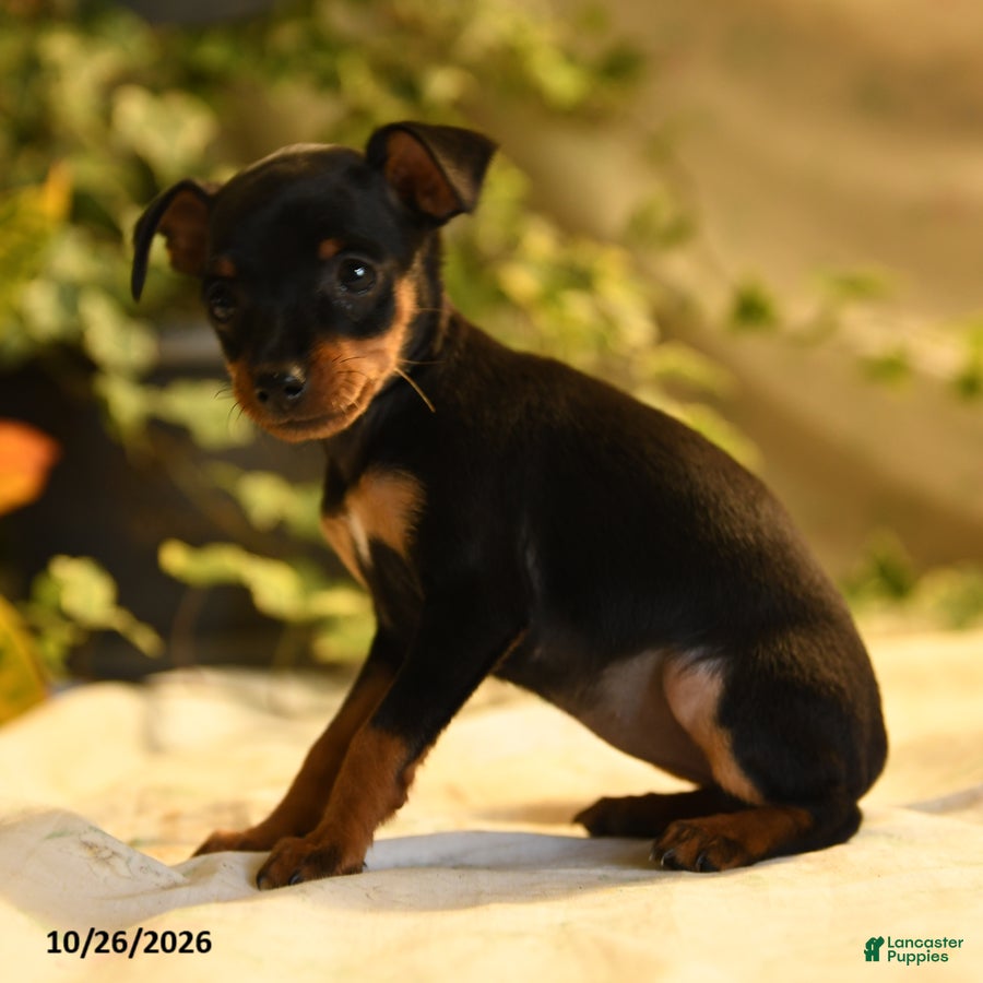 Miniature Pinscher dogs for sale: Georgia - Ad 1