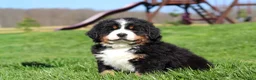 Bernese Mountain Dog dogs for sale: Drew - Ad 3