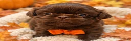 Shih Tzu dogs for sale: Chewy  - Ad 3