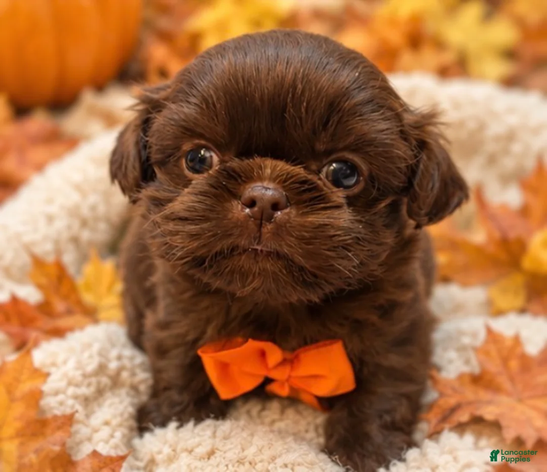 Shih Tzu dogs for sale: Chewy  - Ad 3