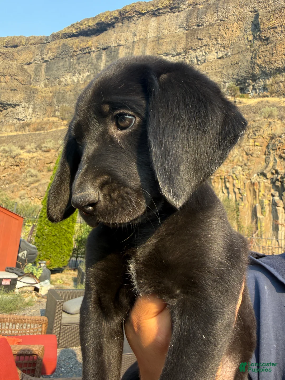 Mixed Breed dogs for sale: Mixed Breed 2 - Ad 2