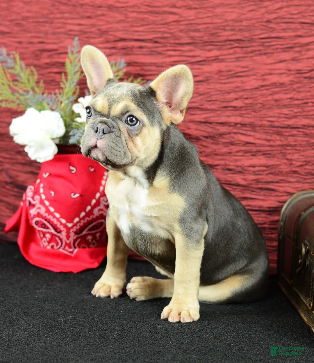 French Bulldog dogs for sale: Roxy - Ad 1