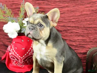 French Bulldog dogs for sale: Roxy - Ad 2