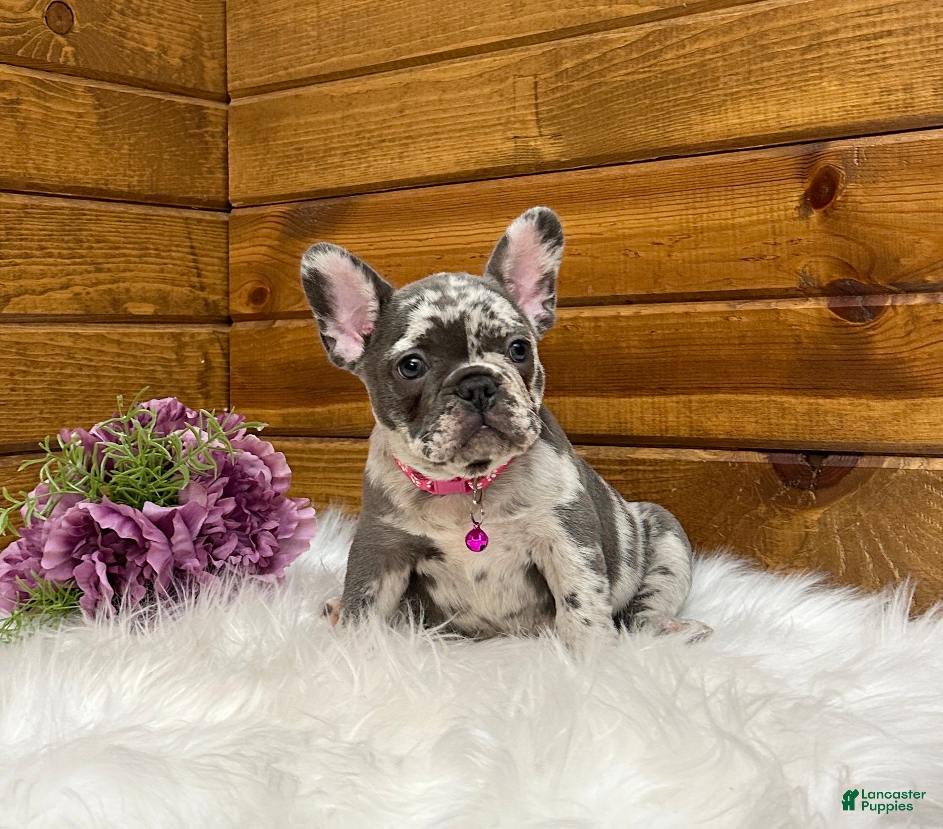 French Bulldog dogs Bailey - Ad 2
