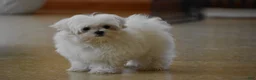 Maltese dogs for sale: Ollie  - Ad 1