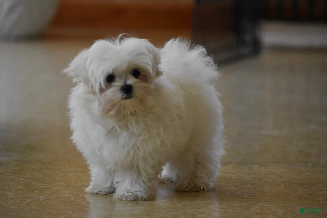 Maltese dogs for sale: Ollie  - Ad 1