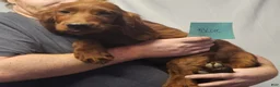 Irish Setter dogs for sale: Irish Setter Blue Collar - Ad 1