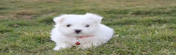 Maltese dogs for sale: Button  - Ad 17