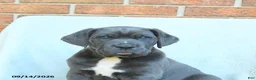 Cane Corso dogs for sale: Dexter - Ad 5