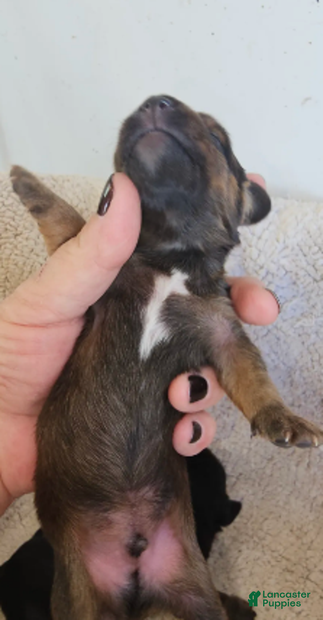 Miniature Dachshund dogs for sale: Elvis Long-haired - Ad 4