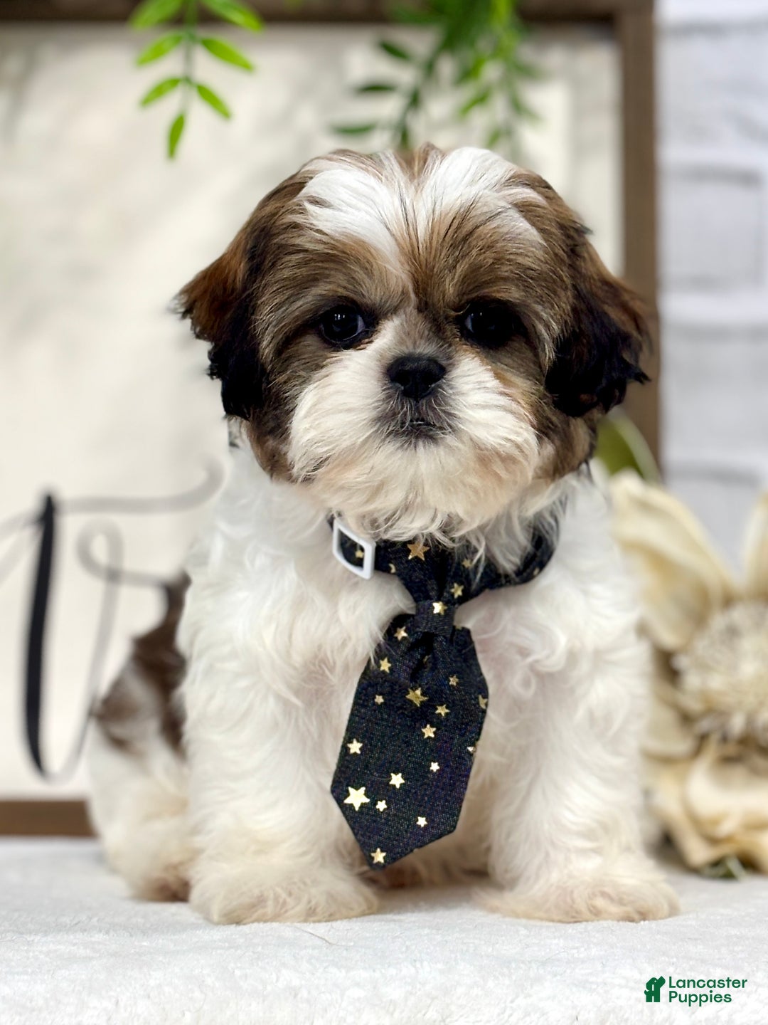 Shih Tzu dogs for sale: Billy - Ad 3