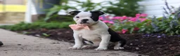 Boston Terrier dogs for sale: Sherry - Ad 4