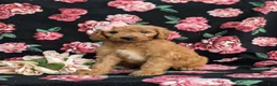 Cavapoo dogs for sale: Adrianna Hypoallergenic - Ad 4