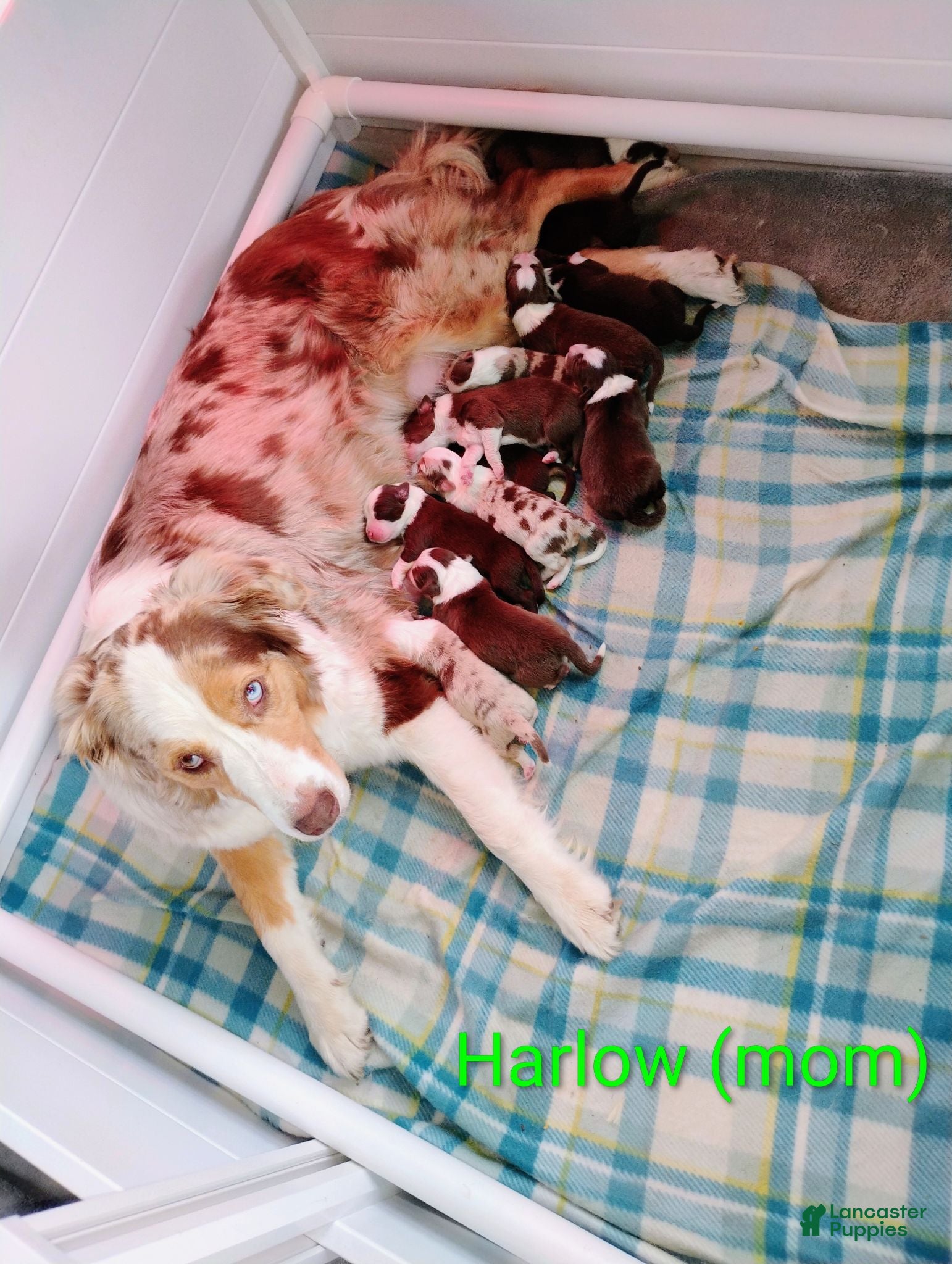 Australian Shepherd dogs Iris - Ad 2