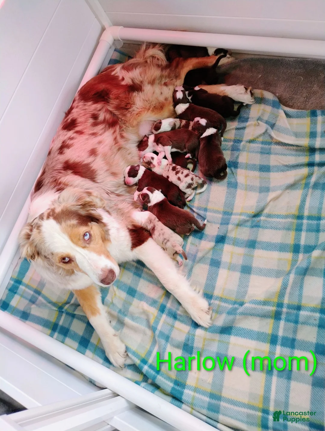 Australian Shepherd dogs for sale: Cliff - Ad 2