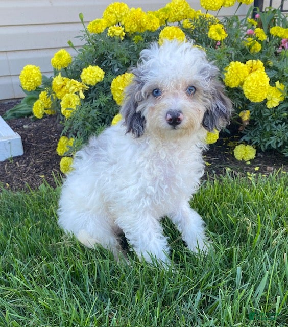 Cavapoo dogs Asher-small - Ad 1