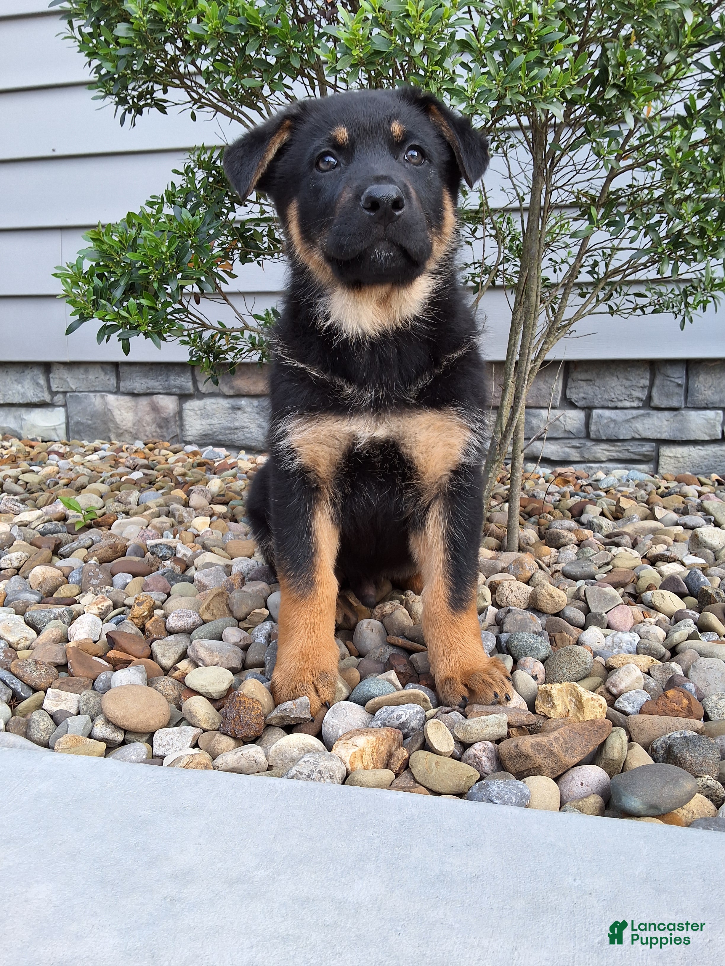 German Shepherd dogs Almanzo - Ad 2