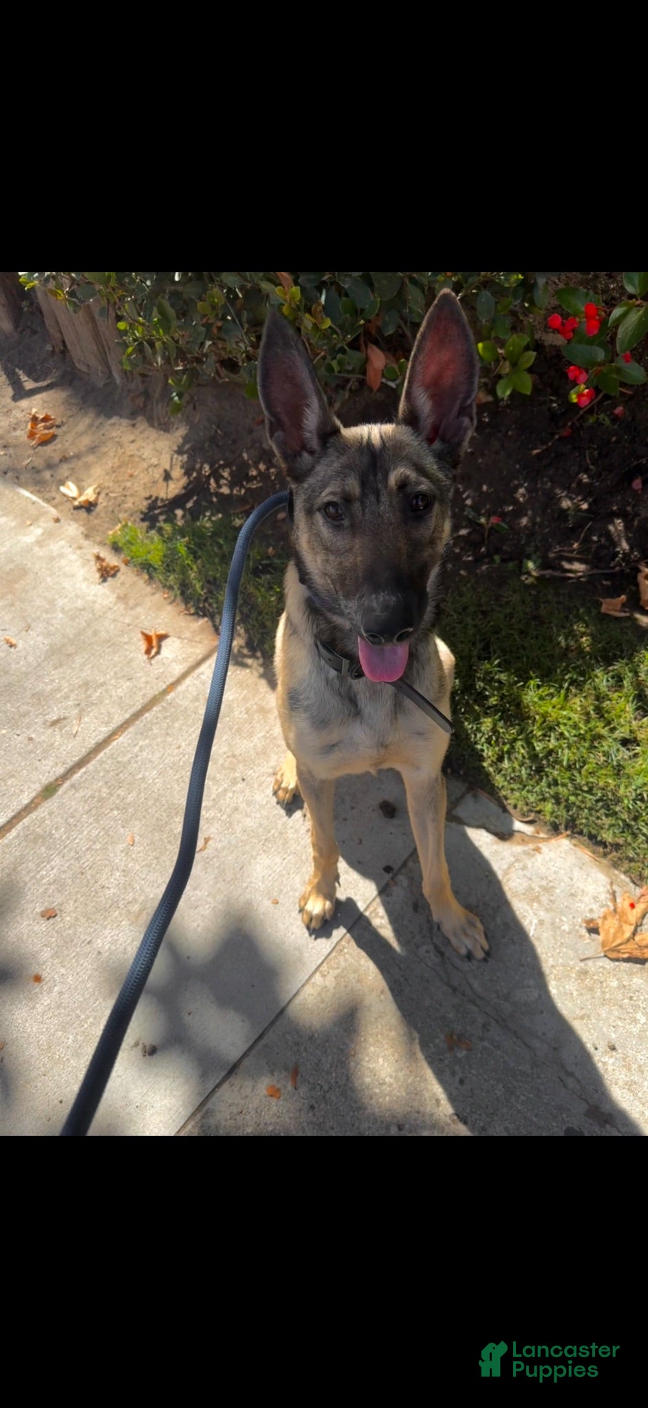 Belgian Malinois dogs Belgian Malinois 1 - Ad 2