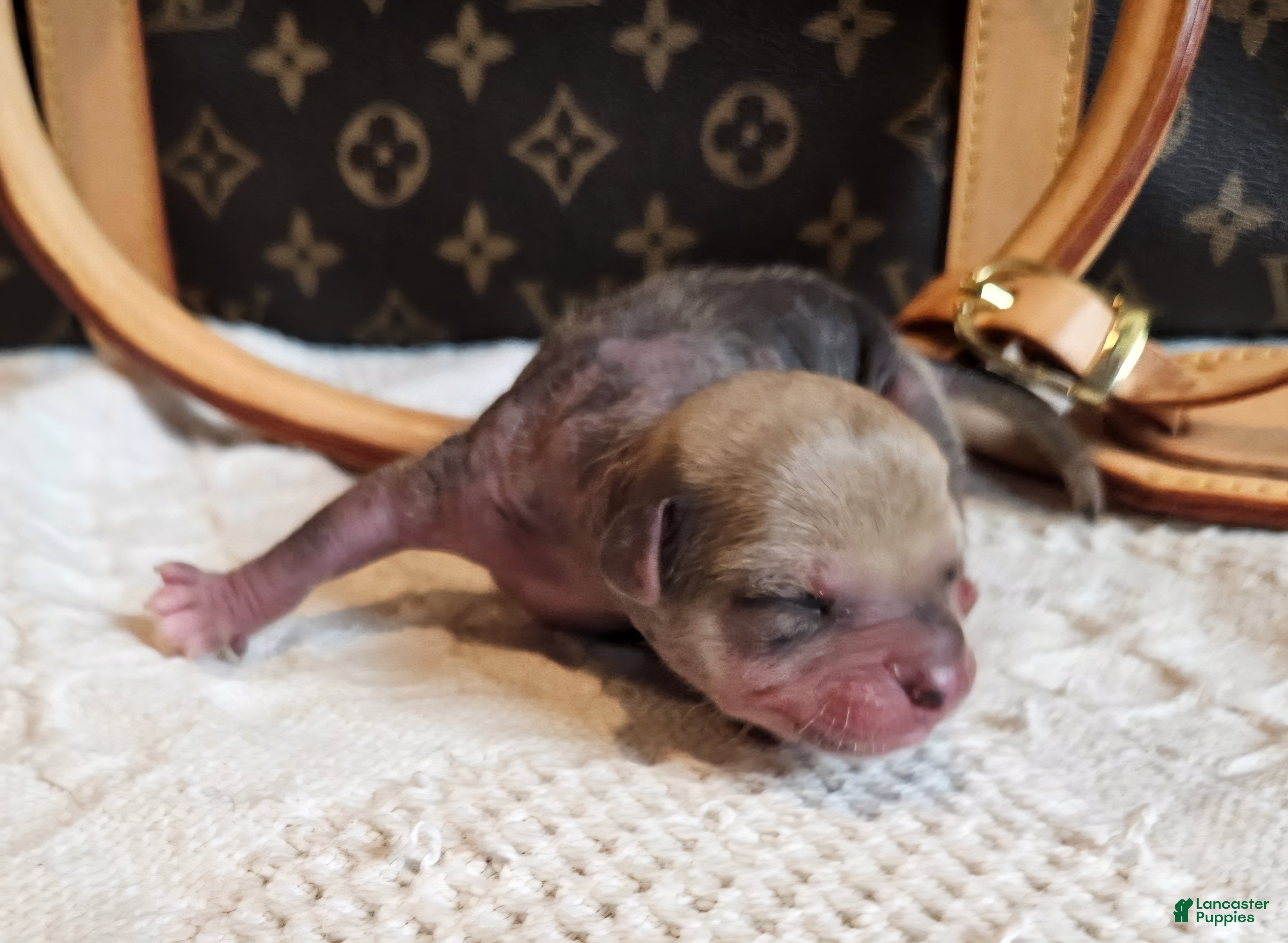 Mixed Breed dogs Jack - Ad 36