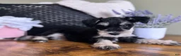 Miniature Schnauzer dogs for sale: Roxy - Ad 10