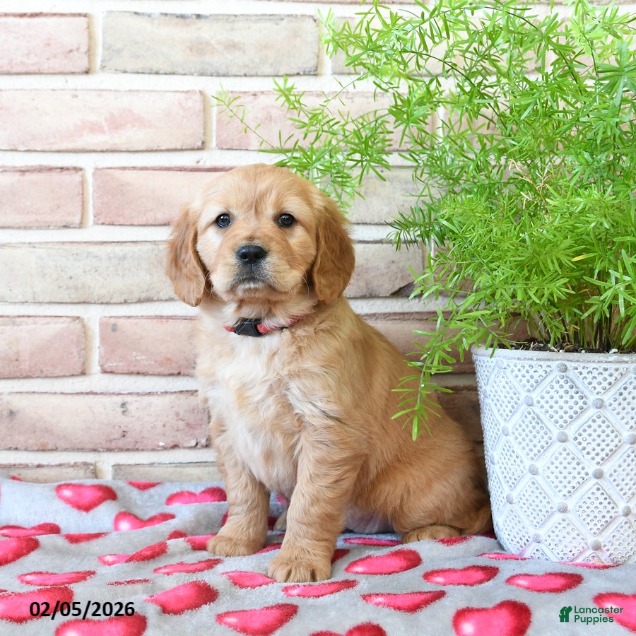 Miniature Golden Retriever dogs Val  - Ad 2