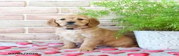 Miniature Golden Retriever dogs for sale: Val  - Ad 2