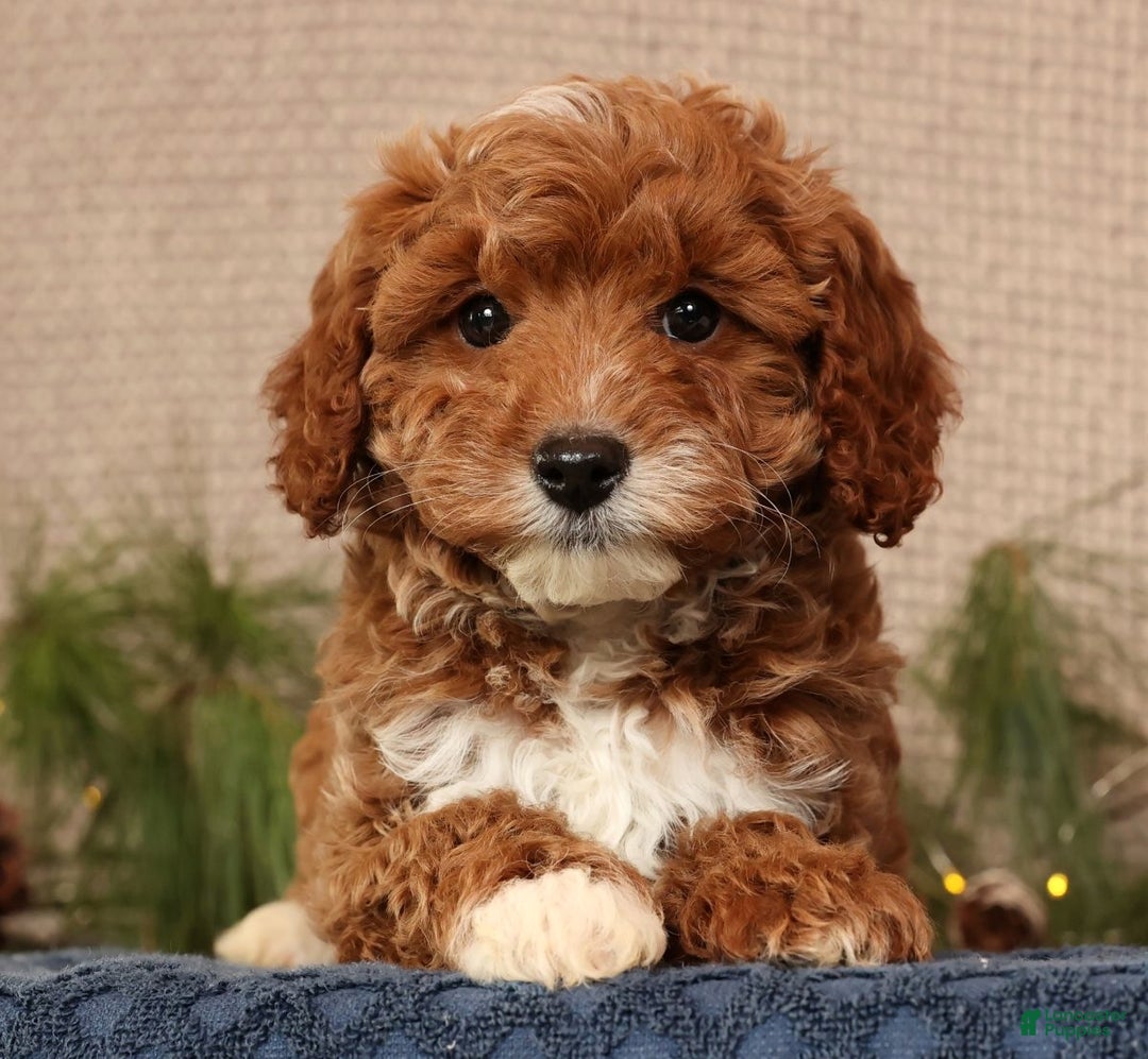 Cavapoo dogs for sale: Nolan - Ad 7