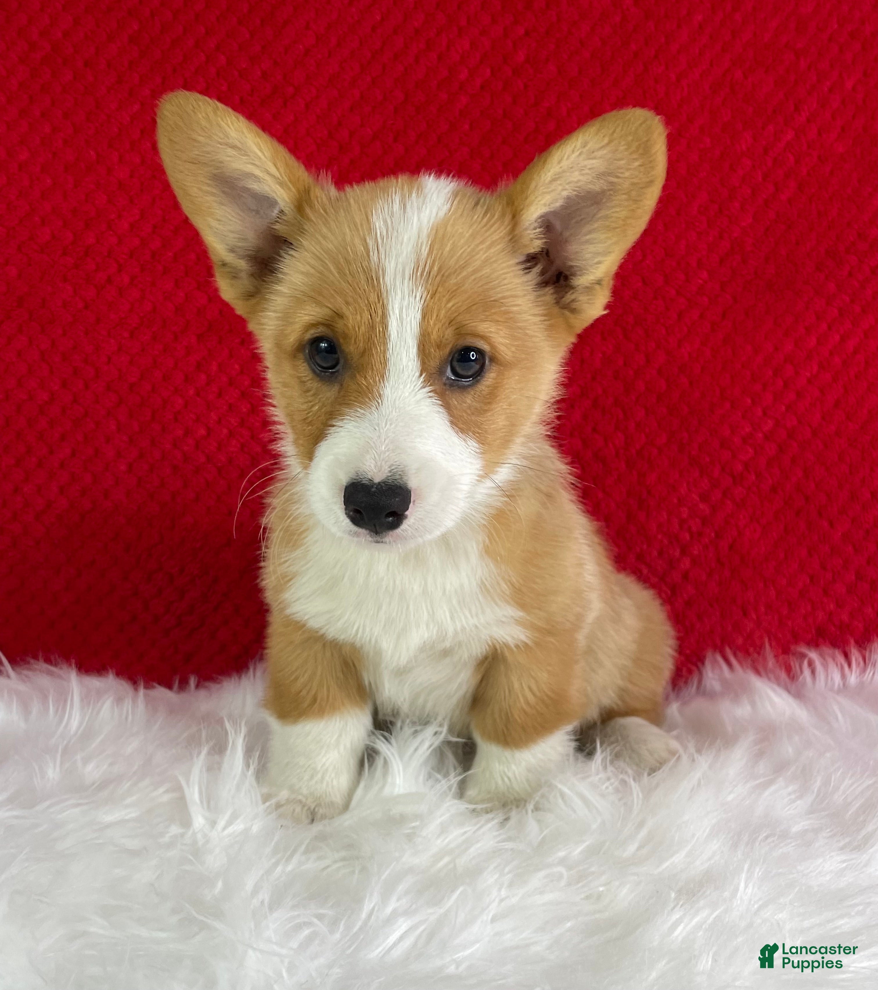 Welsh Corgi Pembroke dogs Louie - Ad 1