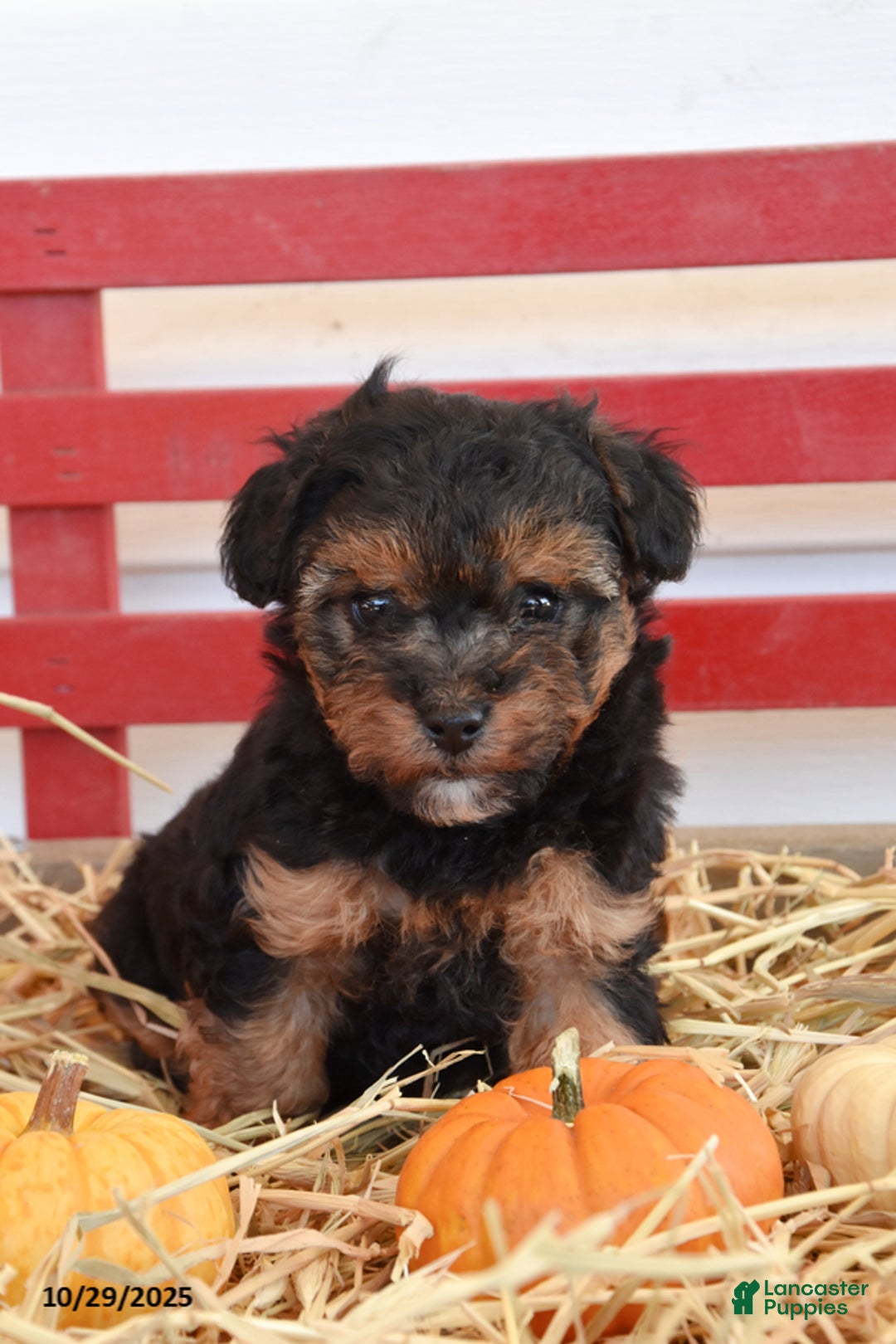 Yorkiepoo dogs for sale: Kaden - Ad 3