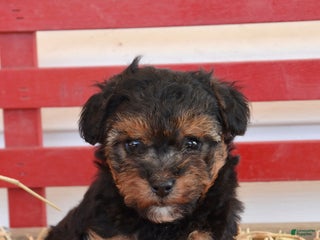 Yorkiepoo dogs - Ad 18