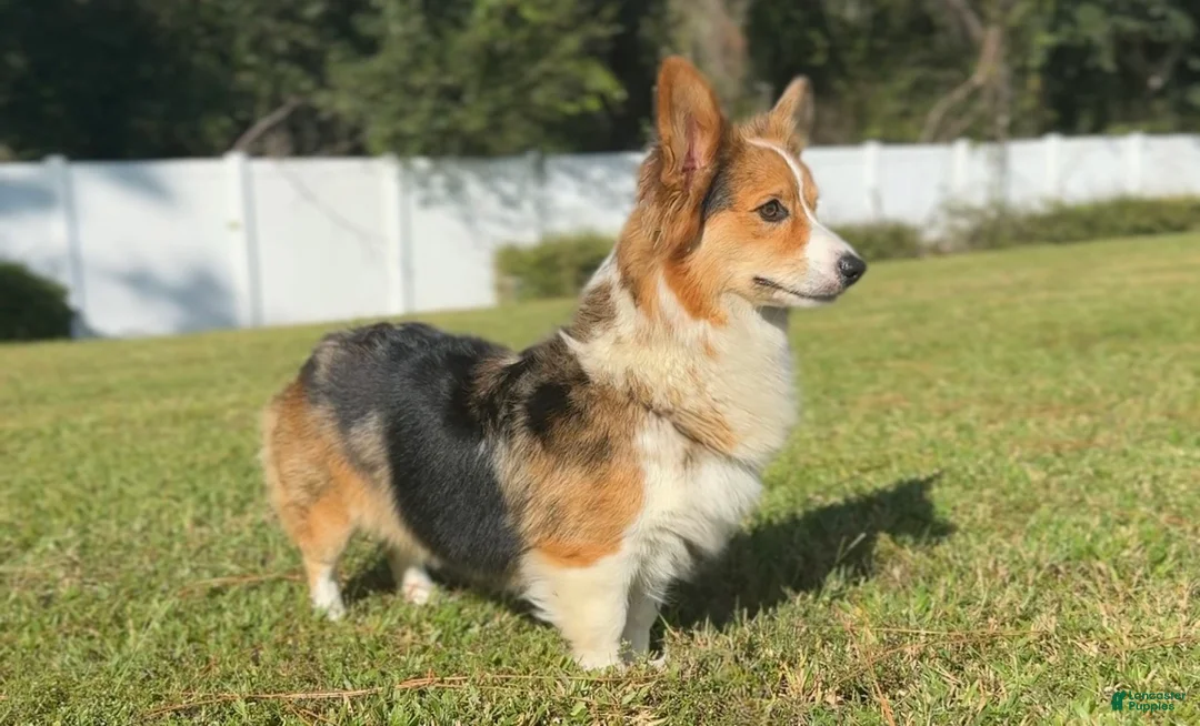 Mixed Breed dogs for sale: Augustus  - Ad 5