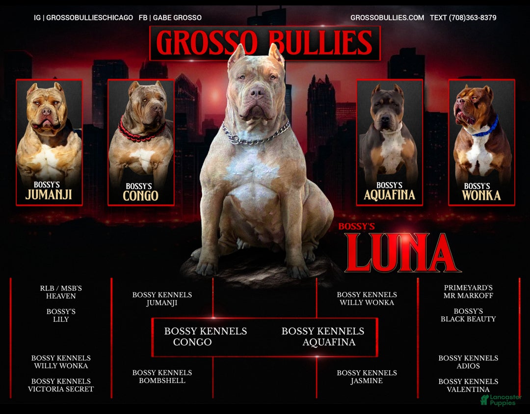 American Bully dogs for sale: Maggie - Ad 23