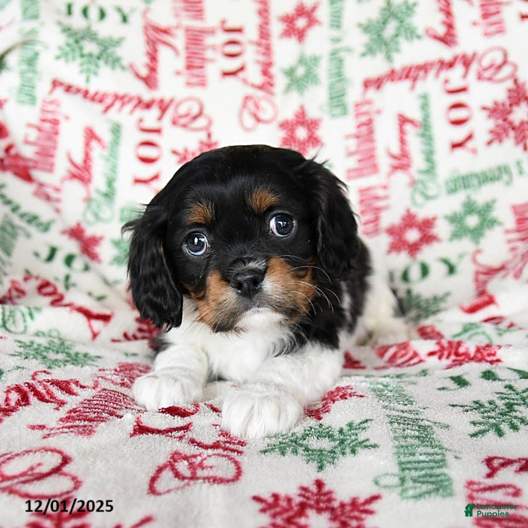 Cavalier King Charles Spaniel dogs for sale: Buddy - Ad 3